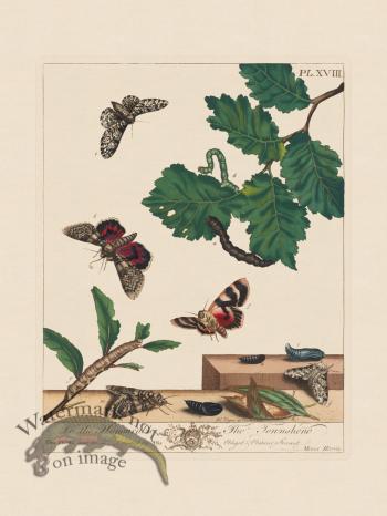 Moses Harris Insects 18